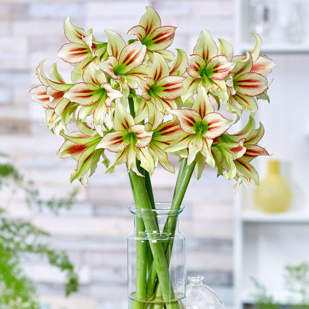Amaryllis 'Cleopatra'